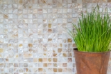 Shell mosaico de azulejos de color beige claro salpicadero de la cocina MOS150-SM203_f